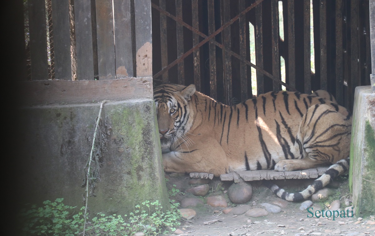 चितवन राष्ट्रिय निकुञ्जमा खोरभित्र थुनिएको बाघ। तस्बिरः राजेश घिमिरे/सेतोपाटी